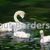 Animal/Wildlife